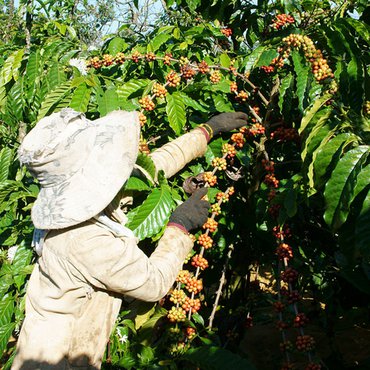 Coffee Shortages & Price Hikes Explained